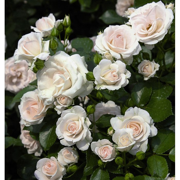 ASPIRIN® ROSE